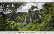 Beste Reisezeit Sri Lanka