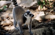 Beste Reisezeit Madagaskar